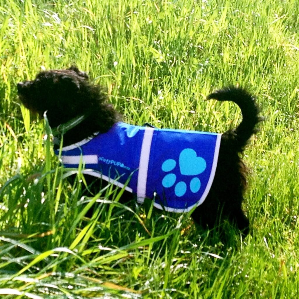 SafetyPUP XD Urban Dog Reflective Vest. Our Fluorescent Hi-Visibility Dog Jacket in Multi-Colors Helps to Safeguard Your PUP in The Outdoors On and Off Leash