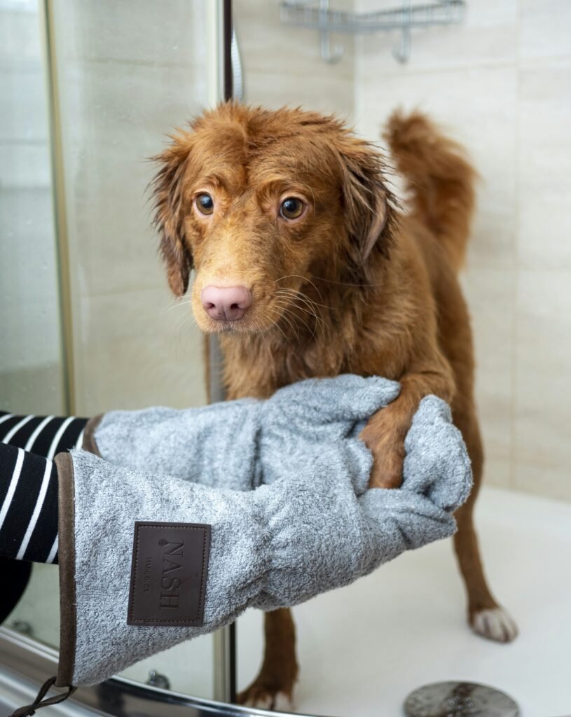 Best Practices for Cleaning and Storing Your Dogs Coats