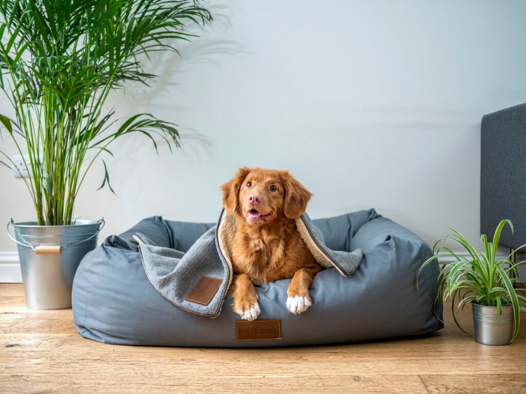 Best Practices for Cleaning and Storing Your Dogs Coats