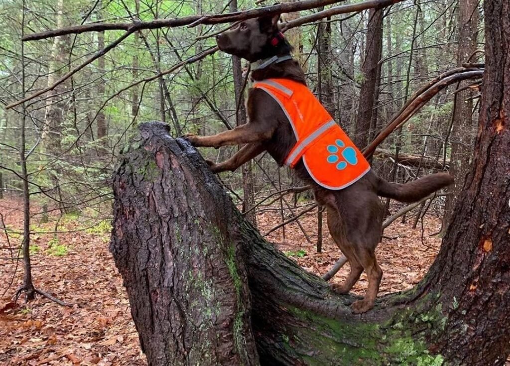 Reflective Dog Vest. Hi-Visibility, Fluorescent Blaze Orange Dog Vest Helps Protect Your Best Friend. Safeguard Your PUP from Motorists  Hunting Accidents, On or Off Leash. (Med)