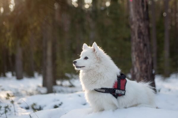 Keeping Short-Haired Breeds Warm with Dog Coats