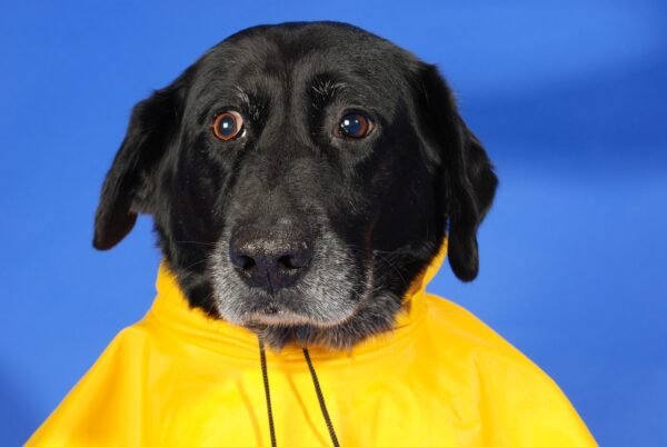 Never Let Rain Stop Play: Weatherproof Coats for Dogs