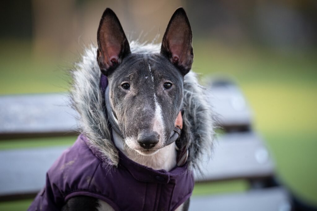 Stylish Dog Jacket Styles Inspired by Celebrity Fashion