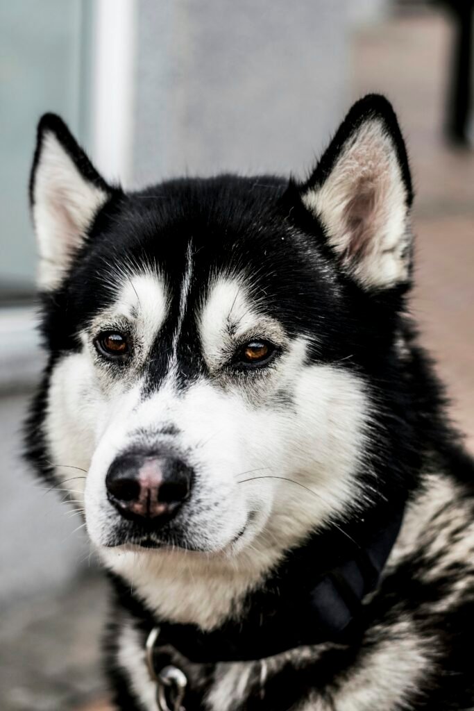 Therapeutic Dog Coats for Anxiety