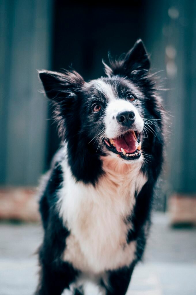 Therapeutic Dog Coats for Anxiety