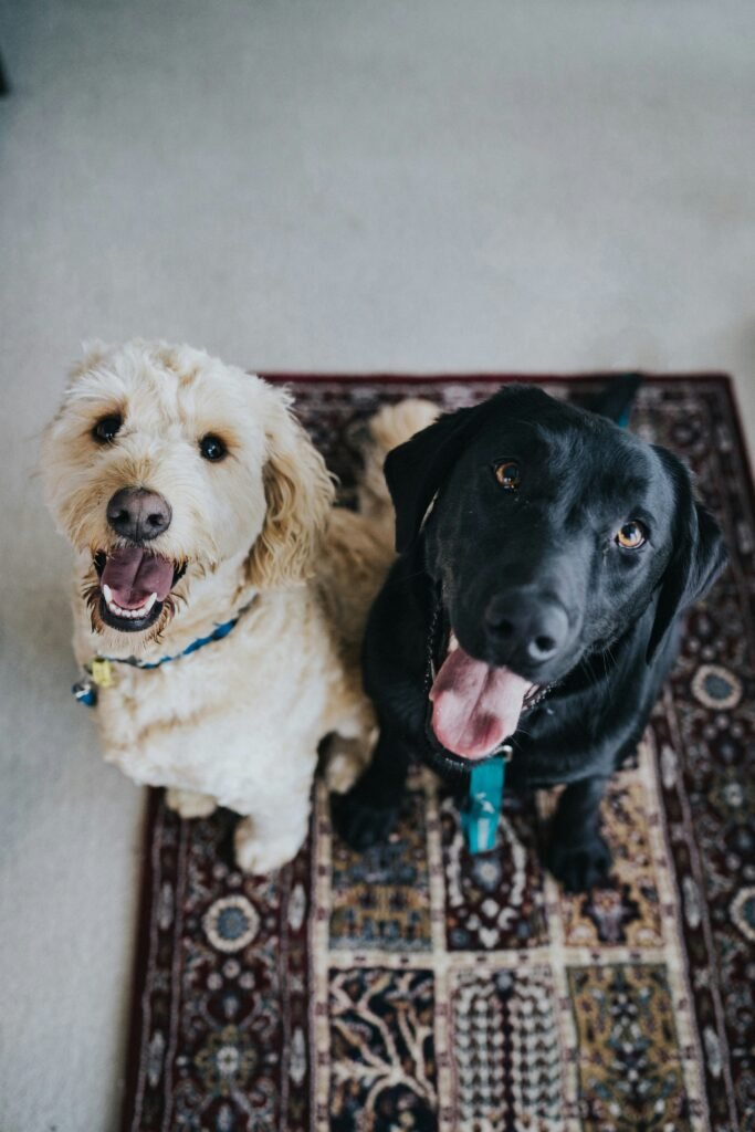 Therapeutic Dog Coats for Anxiety