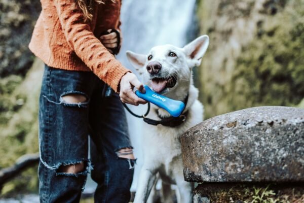 Discover the Comfort of Breathable Dog Coats