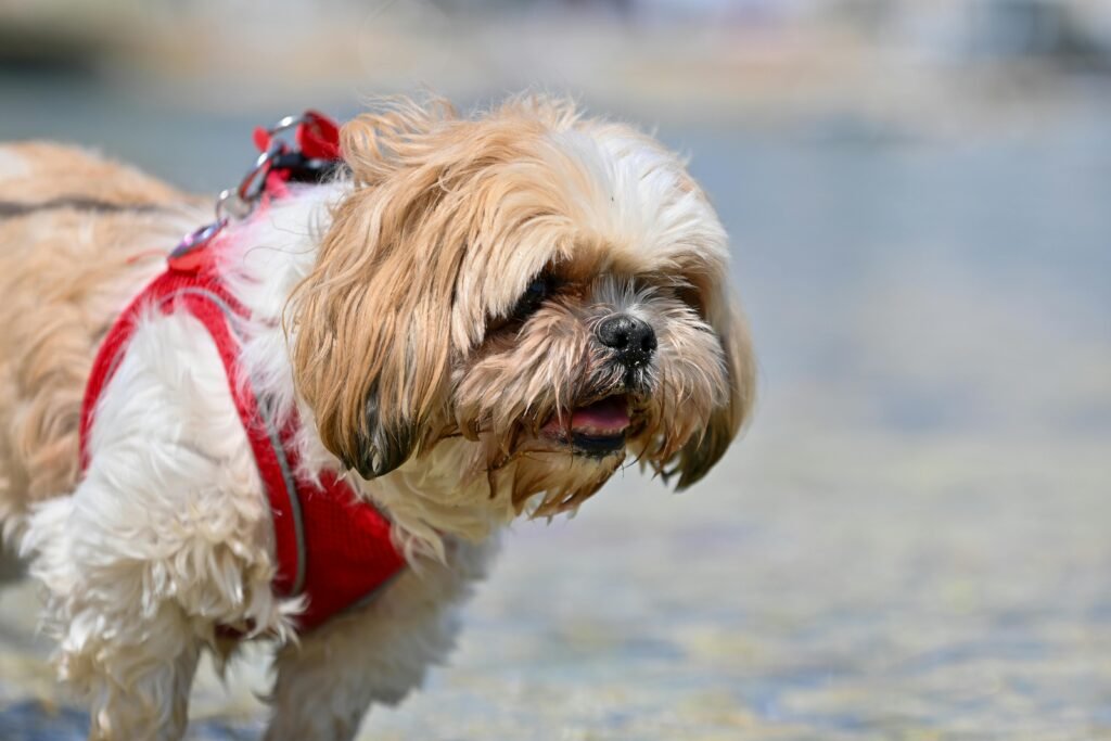 How to Properly Maintain Dog Coats Based on Seasons