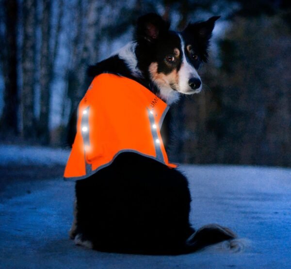 ILLUMISEEN LED Dog Hunting Vest Review