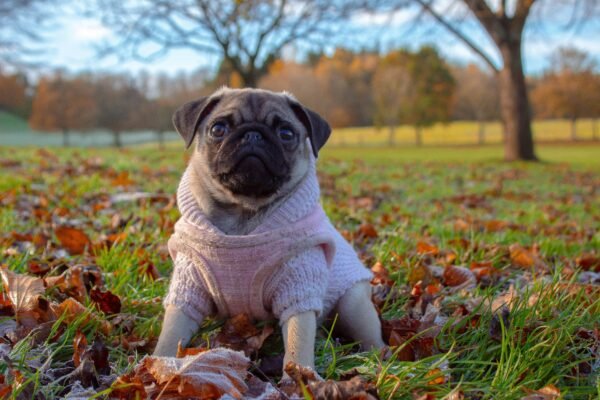 Stay Stylish with Breathable Dog Coats